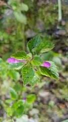 Lamium maculatum