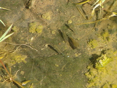Poeciliidae