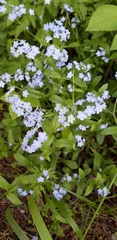 Myosotis