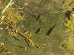 Poeciliidae