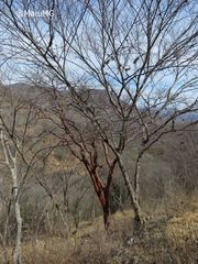 Bursera morelensis
