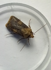 Agrotis puta