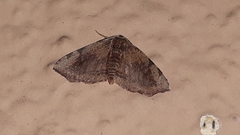 Achrosis