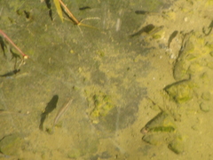 Poeciliidae