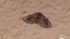 Achrosis