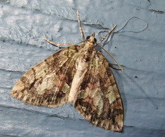 Hydriomena perfracta