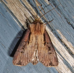Agrotis volubilis