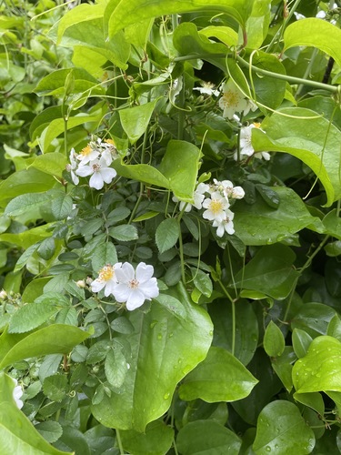 photo of Multiflora Rose (Rosa multiflora)