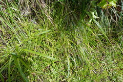 Isolepis distigmatosa