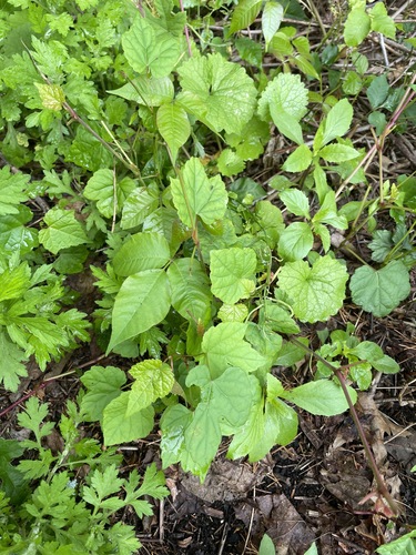 photo of Western Poison Ivy (Toxicodendron rydbergii)