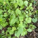 photo of Western Poison Ivy (Toxicodendron rydbergii)