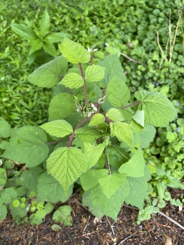 photo of Wineberry (Rubus phoenicolasius)