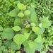 photo of Wineberry (Rubus phoenicolasius)