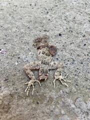 Tenuidactylus caspius caspius