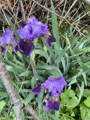 photo of Bearded Iris (Iris × germanica)