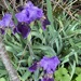 photo of Bearded Iris (Iris × germanica)