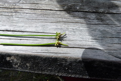 Isolepis distigmatosa