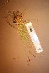 Carex lucorum