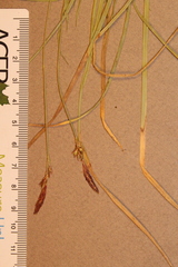 Carex lucorum