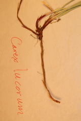 Carex lucorum