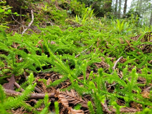 Lycopodium clavatum
