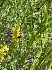 Pediomelum tenuiflorum