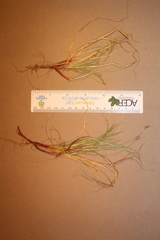 Carex deflexa