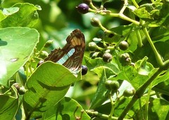 Adelpha thessalia