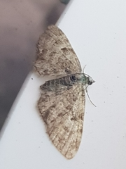 Eupithecia dodoneata