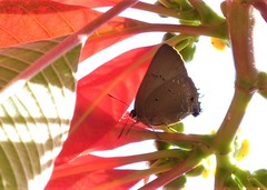 Parrhasius polibetes