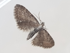 Eupithecia dodoneata