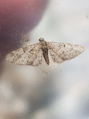 Eupithecia dodoneata