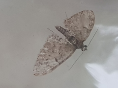 Eupithecia dodoneata