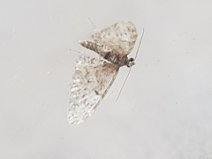 Eupithecia dodoneata