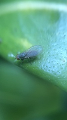 Trixoscelis