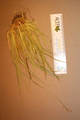 Carex communis communis