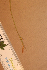 Carex communis communis