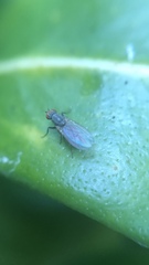 Trixoscelis