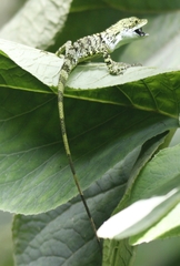 Pseudocalotes tympanistriga