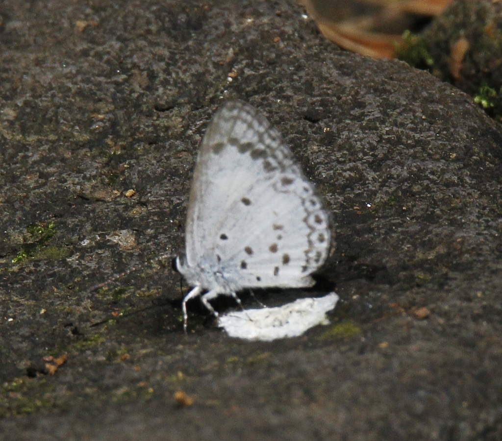 Oreolyce quadriplaga (Oreolyce quadriplaga)