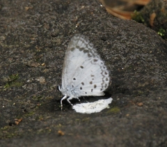 Oreolyce quadriplaga