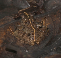 Limnonectes microdiscus