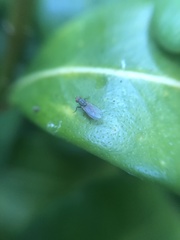 Trixoscelis