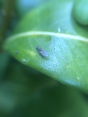 Trixoscelis