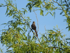 Toxostoma curvirostre