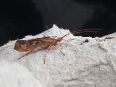 Limnephilus marmoratus