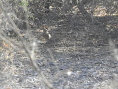 Toxostoma curvirostre