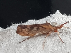 Limnephilus marmoratus