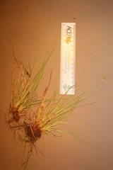 Carex communis communis