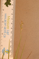 Carex communis communis